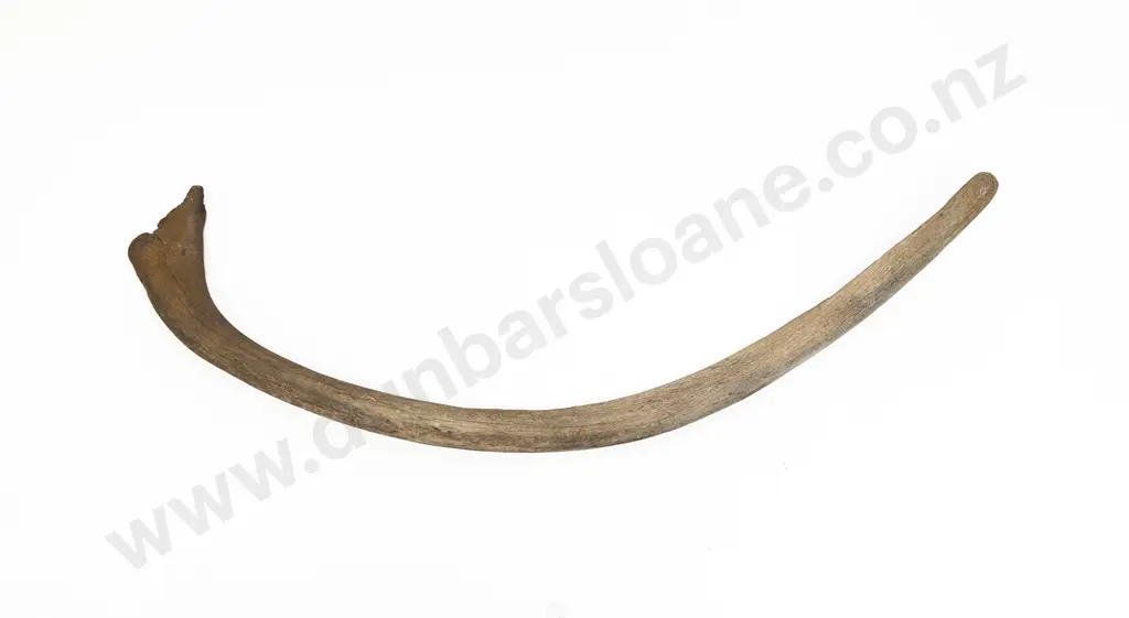A Large Whale Rib Bone Image 1++