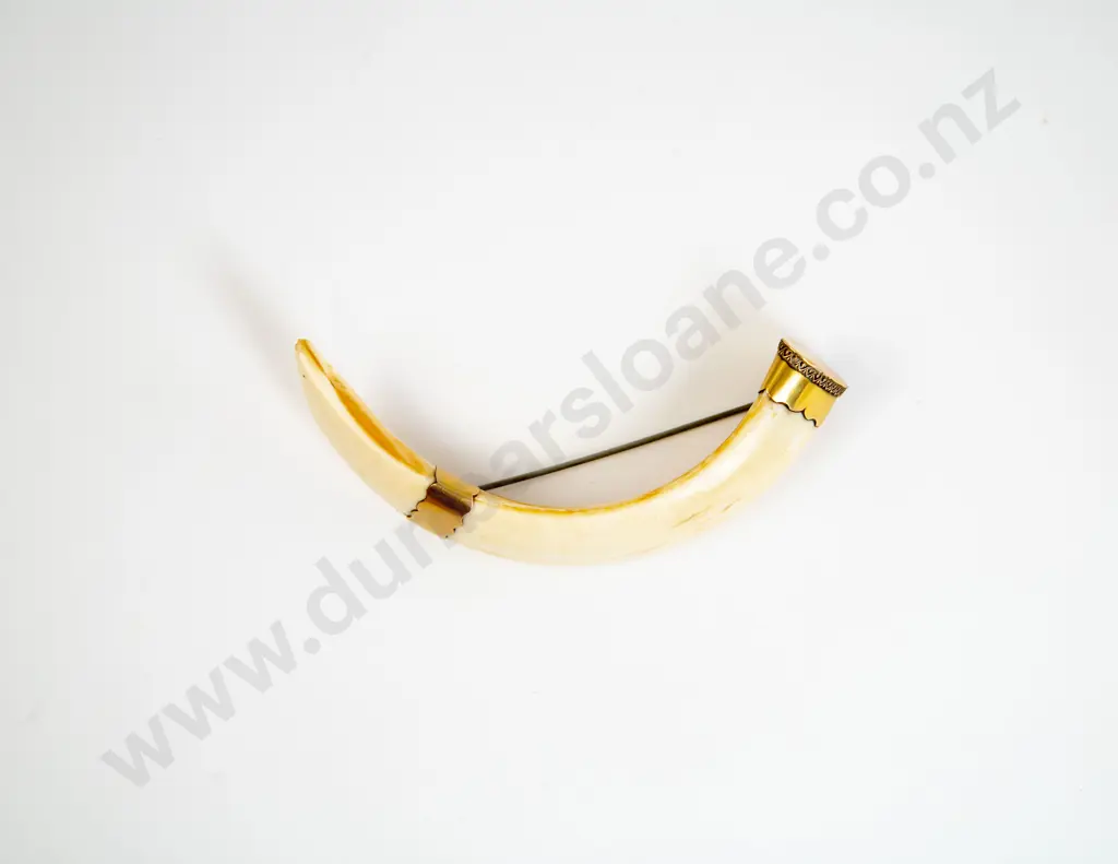 14ct Mounted Boar Tusk Brooch Image 1++