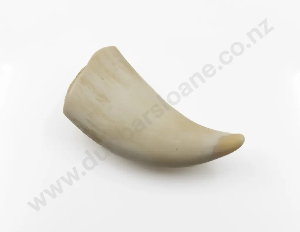 Sperm Whale Tooth Image 1++