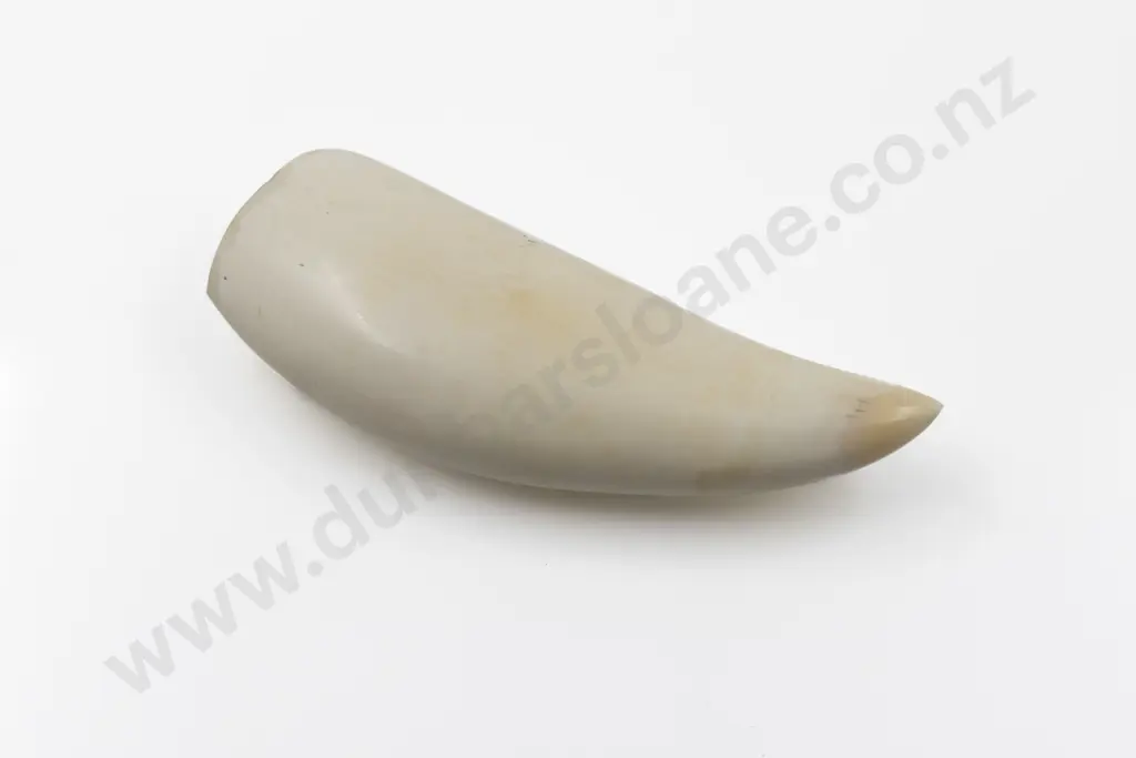 Sperm Whale Tooth Image 1++