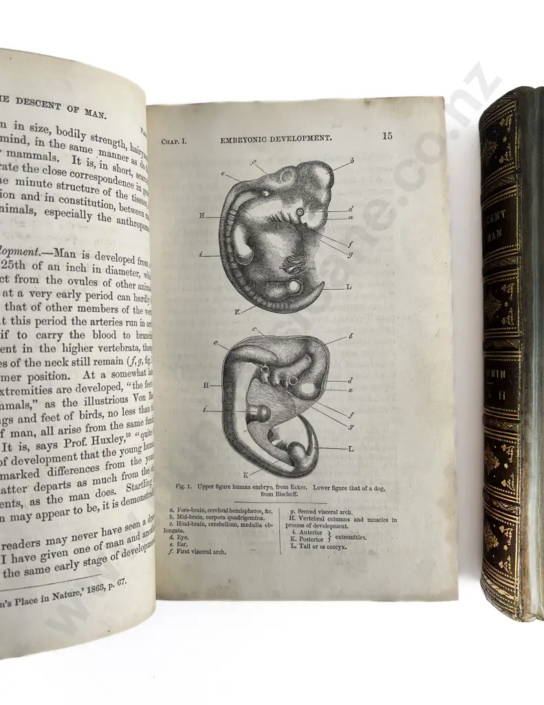 Darwin Charles - The Descent Of Man 2 Volumes (Personal Copy Of John Bryce) Image 1++
