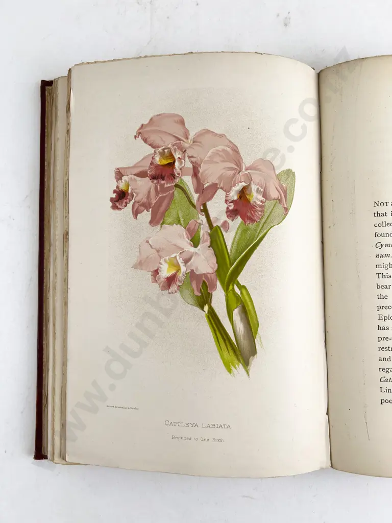 Boyle Frederick - About Orchids Image 1++