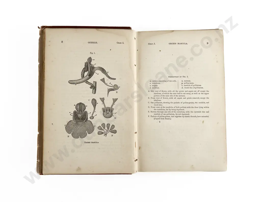 Darwin Charles: The Various Contrivances by which Orchids Are Fertilised By Insects Image 1++