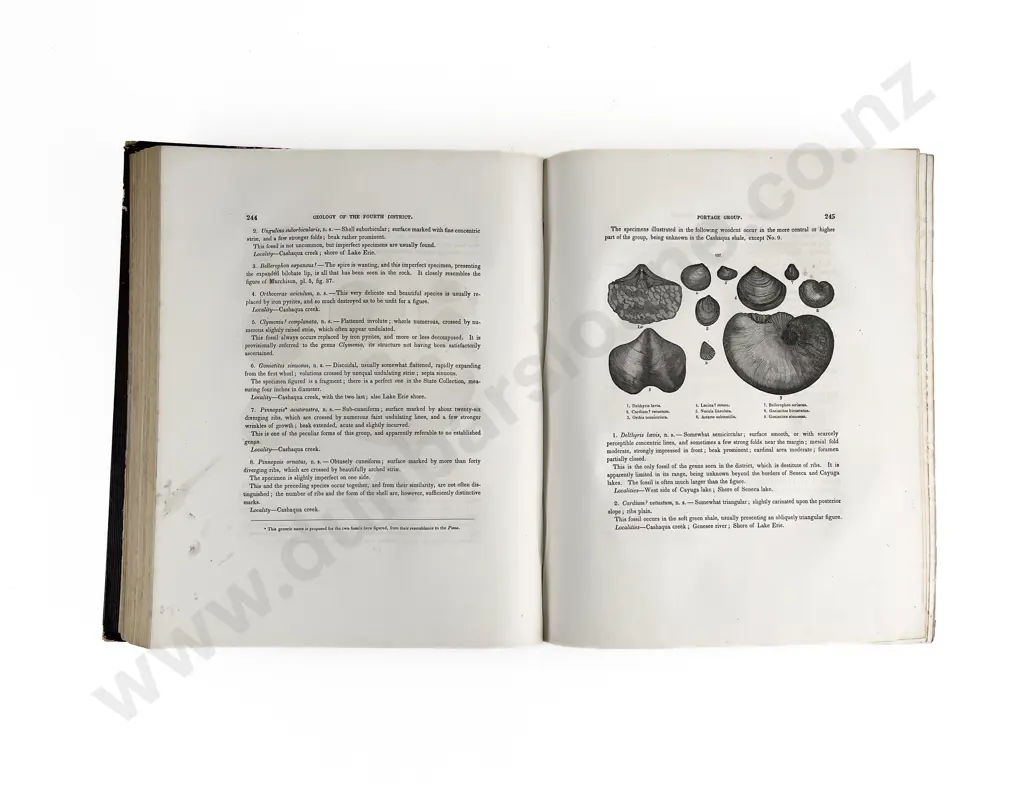 Hall James - Geology Of New York Image 1++