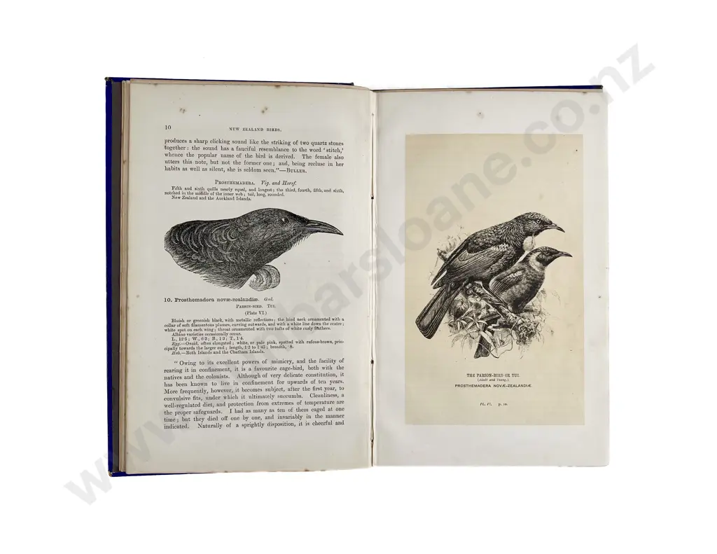 Buller Walter L - Manual of the Birds Of New Zealand Image 1++