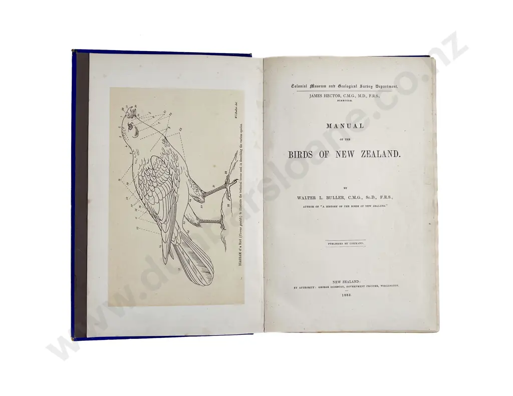 Buller Walter L - Manual of the Birds Of New Zealand Image 1++
