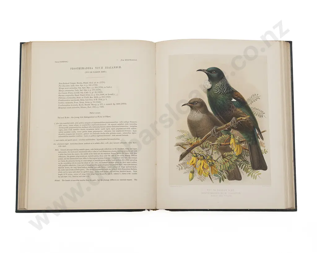 Buller Sir Walter Lawry - A History of the Birds Of New Zealand 2 Volumes Image 1++