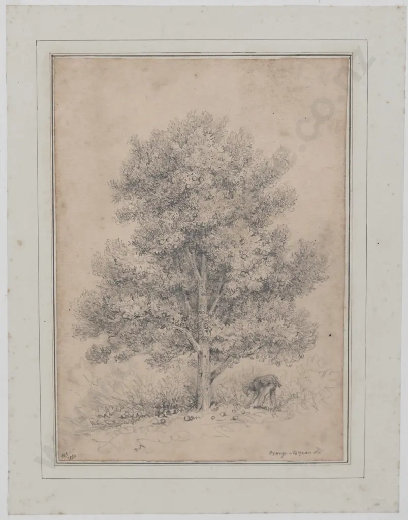William Swainson - Orange - 18 years old Image 1++