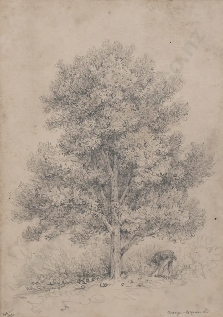 William Swainson - Orange - 18 years old Image 1++