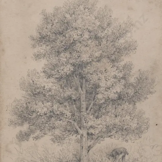 William Swainson - Orange - 18 years old