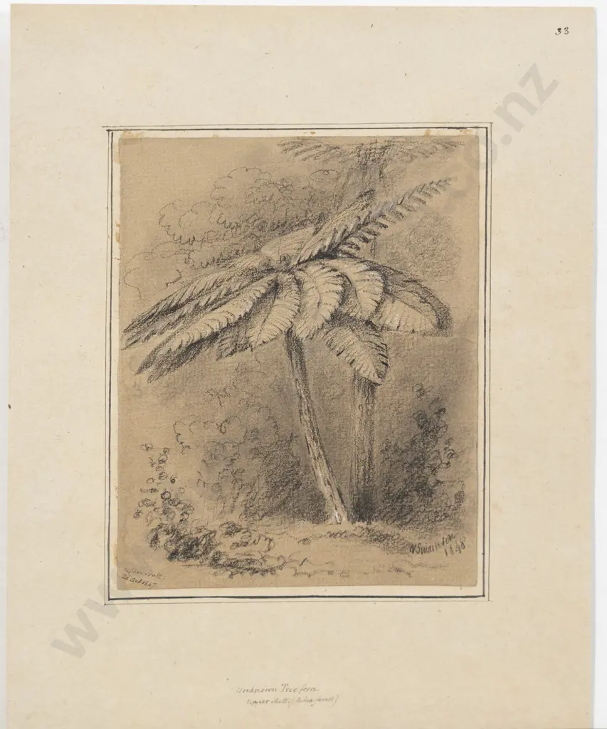 William Swainson - Unknown Tree fern (Upper Hutt (Birch forest) Image 1++