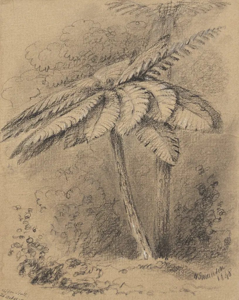 William Swainson - Unknown Tree fern (Upper Hutt (Birch forest) Image 1++