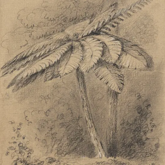 William Swainson - Unknown Tree fern (Upper Hutt (Birch forest)