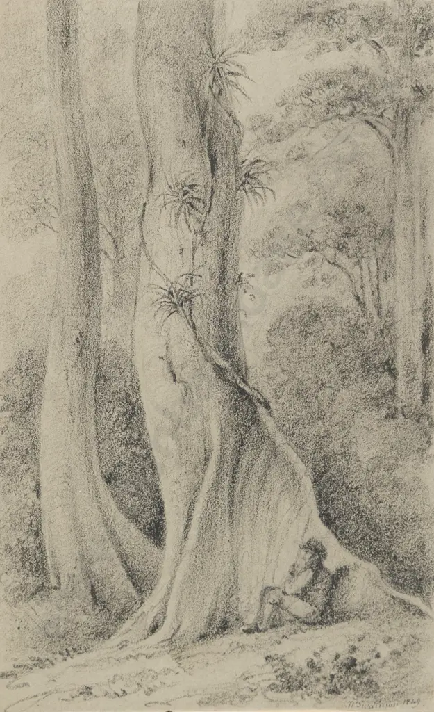 William Swainson - Pukatai Trunks and White Pine Hutt Forest Image 1++
