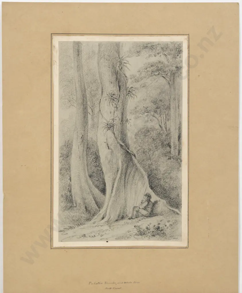 William Swainson - Pukatai Trunks and White Pine Hutt Forest Image 1++