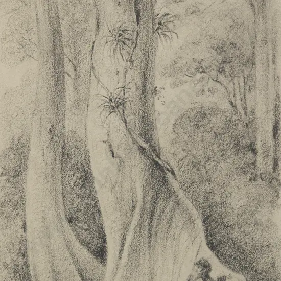 William Swainson - Pukatai Trunks and White Pine Hutt Forest