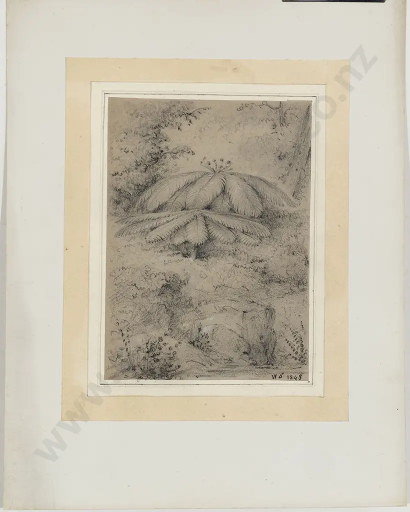 William Swainson - Ferns Image 1++