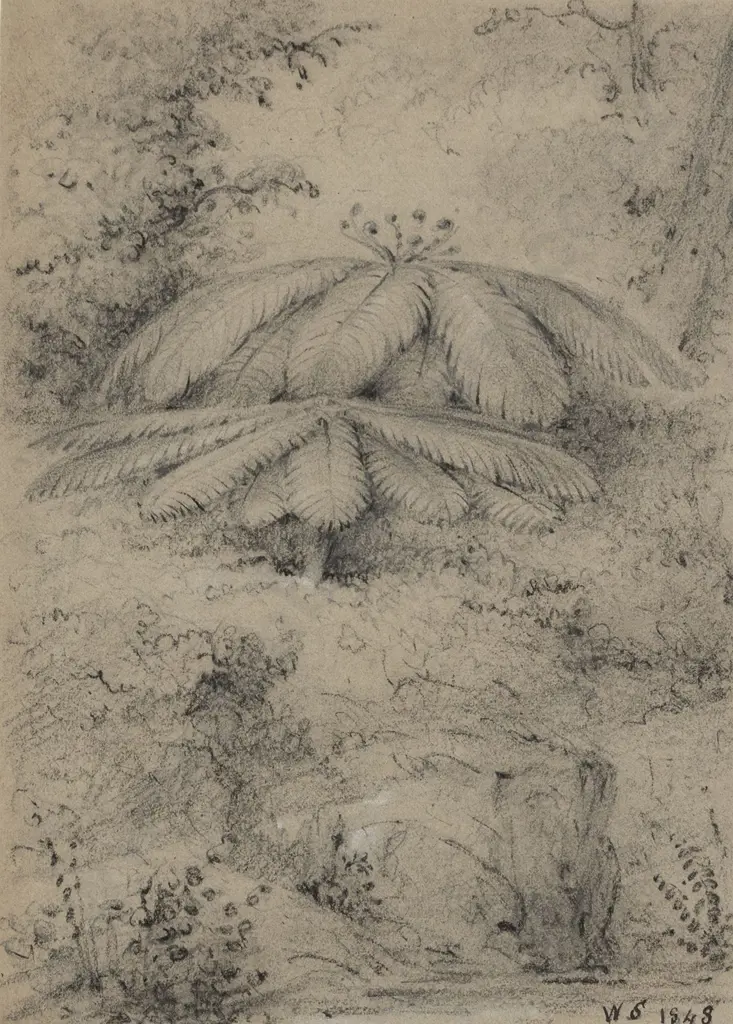 William Swainson - Ferns Image 1++