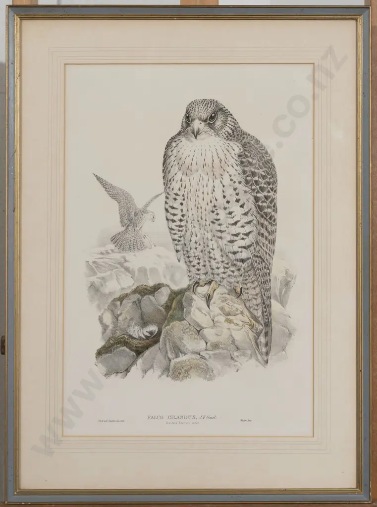 After John Gould - Falco Islandus (Iceland Falcon) Image 1++