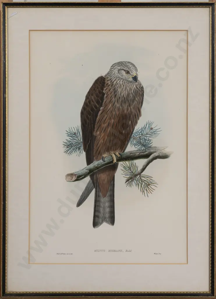 After John Gould - Milvus Migrans ( Black Kite) Image 1++