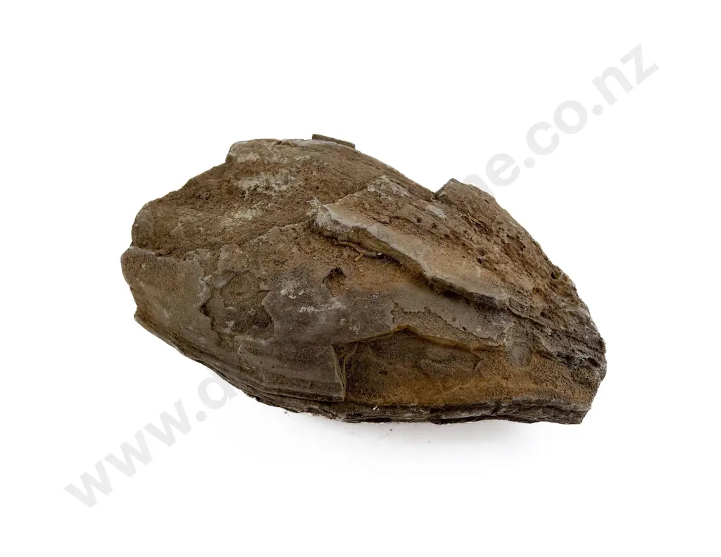 Volcanic Basalt Sharpening/Polishing Stone From The Pitcairn Islands Image 1++
