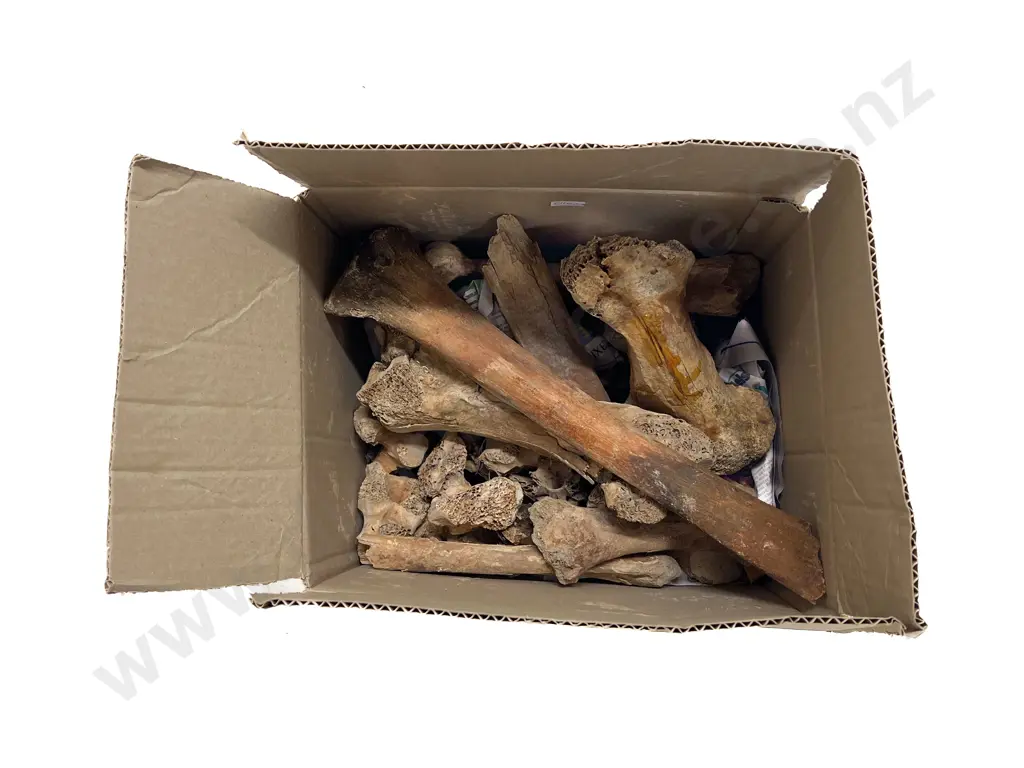 Quantity Of Assorted Moa Bones Image 1++