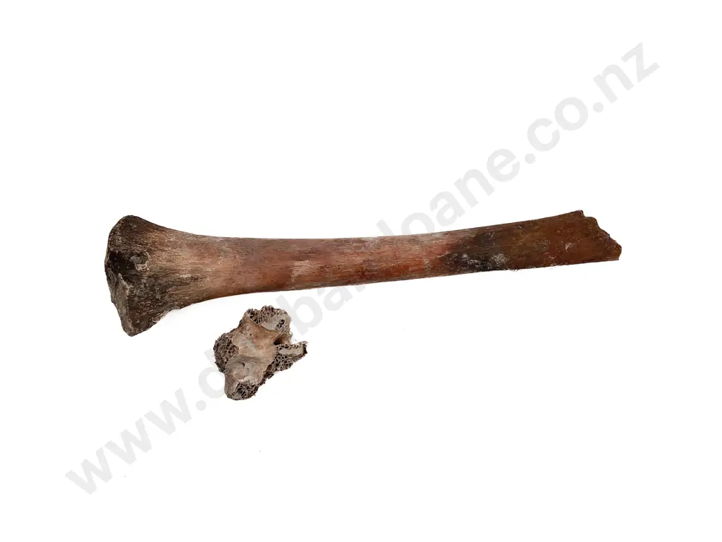 Quantity Of Assorted Moa Bones Image 1++