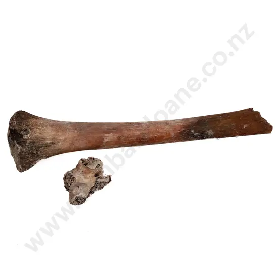 Quantity Of Assorted Moa Bones