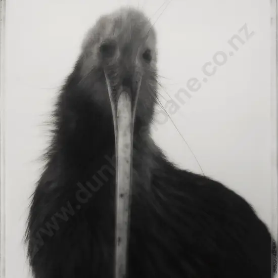 Fiona Pardington (b 1961) - Sweet Kiwi