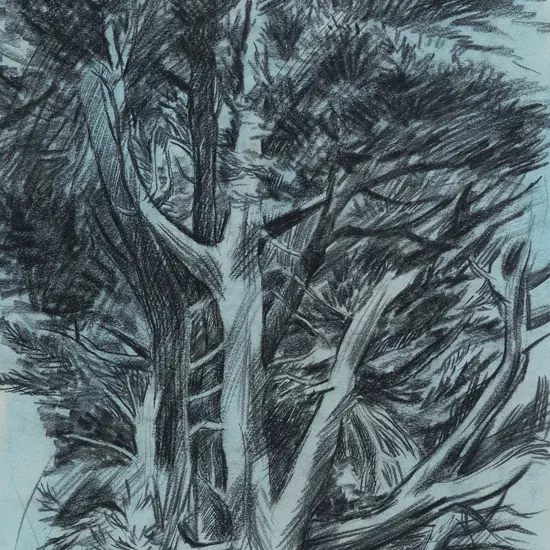 John Coley (b 1935) - Untitled (Tree Study)