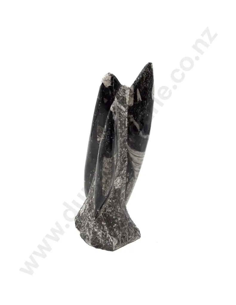 Fossilised Orthoceras Image 1++
