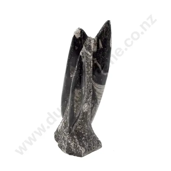 Fossilised Orthoceras