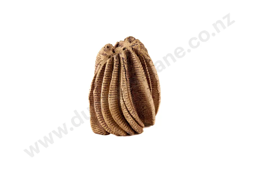 Neil Grant Sedge Vase Image 1++