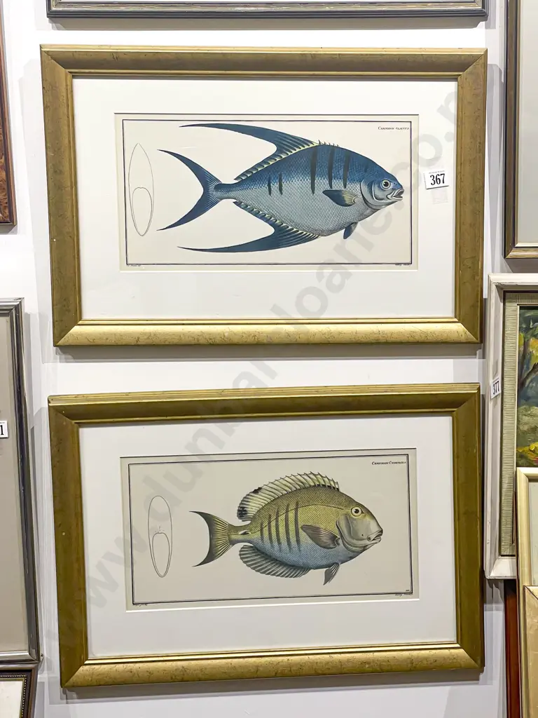 Pair of Fish Study Book Plates Image 1++