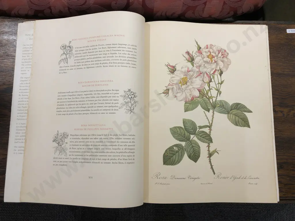 Pierre-Joseph Redoute - Roses 2 Image 1++