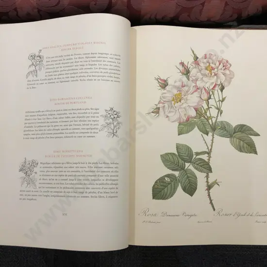 Pierre-Joseph Redoute - Roses 2