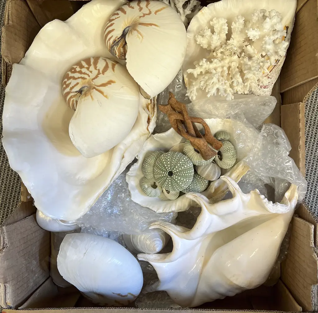 Large Quantity of Assorted Shells etc Image 1++