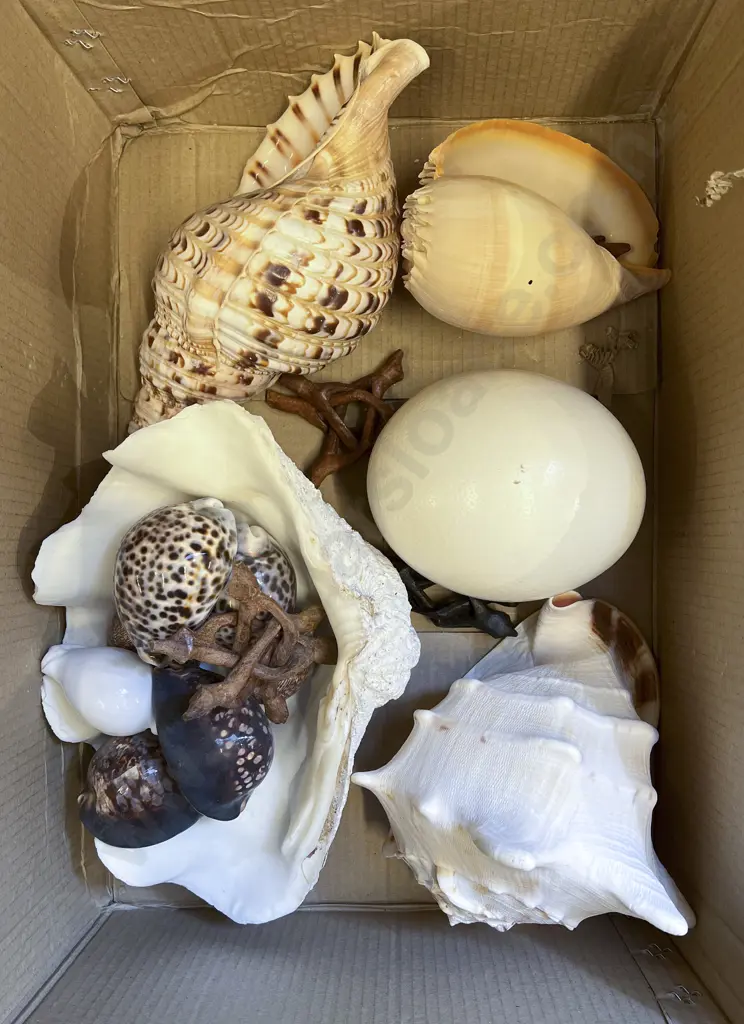 Large Quantity of Assorted Shells etc Image 1++