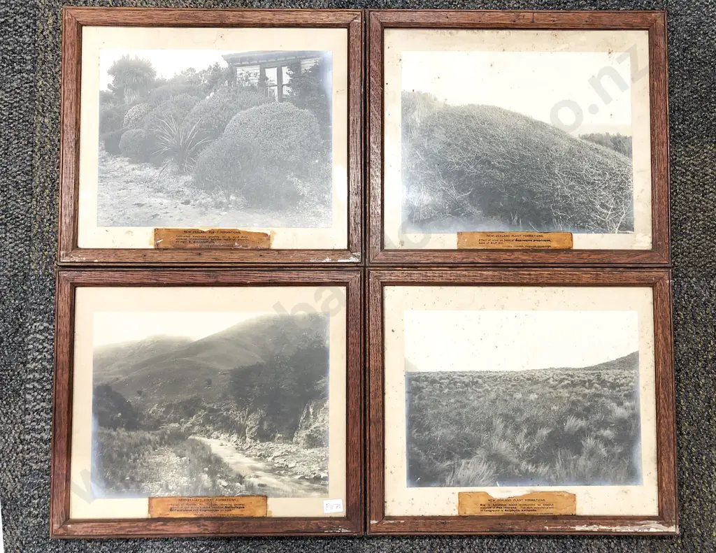 Eight Vintage Oak Framed Photographs of Various NZ Nature Formations Image 1++