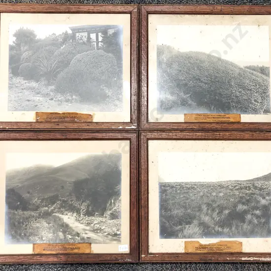 Eight Vintage Oak Framed Photographs of Various NZ Nature Formations
