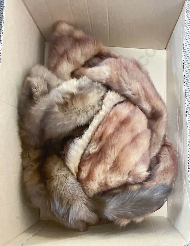 Quantity of Assorted Fur Stoles etc Image 1++