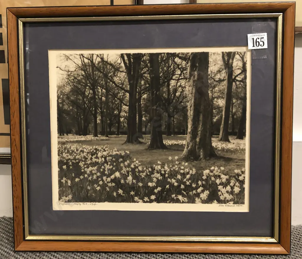 George Chance (1885 - 1963) - Daffodils Hagley Park ChCh Image 1++