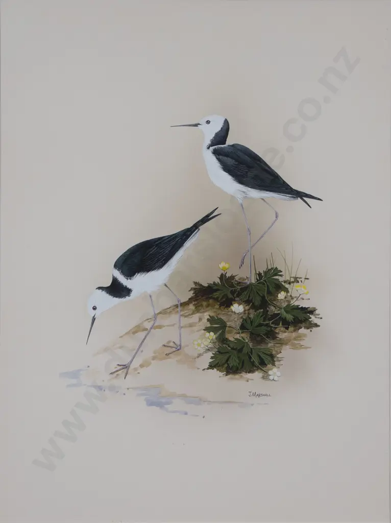 Janet Marshall (b 1947) - Pied Stilts Image 1++