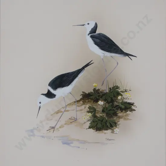 Janet Marshall (b 1947) - Pied Stilts