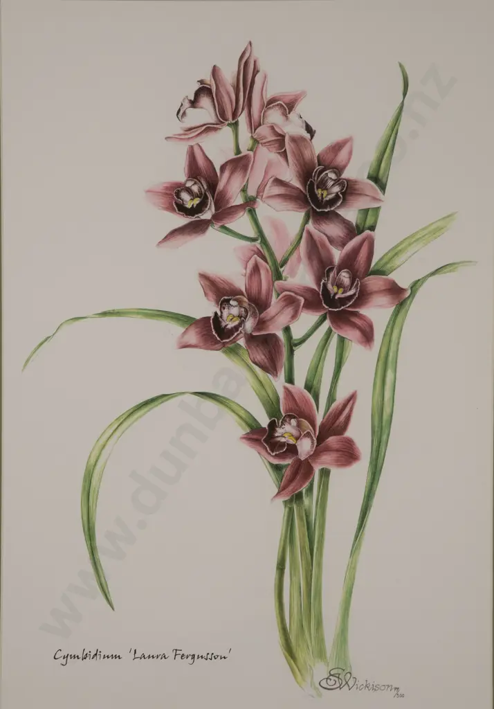 Sue Wickison - Cymbidium "Laura Ferguson" Image 1++