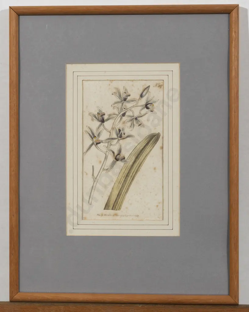 C18th Botanical Bookplate (a/f) Image 1++