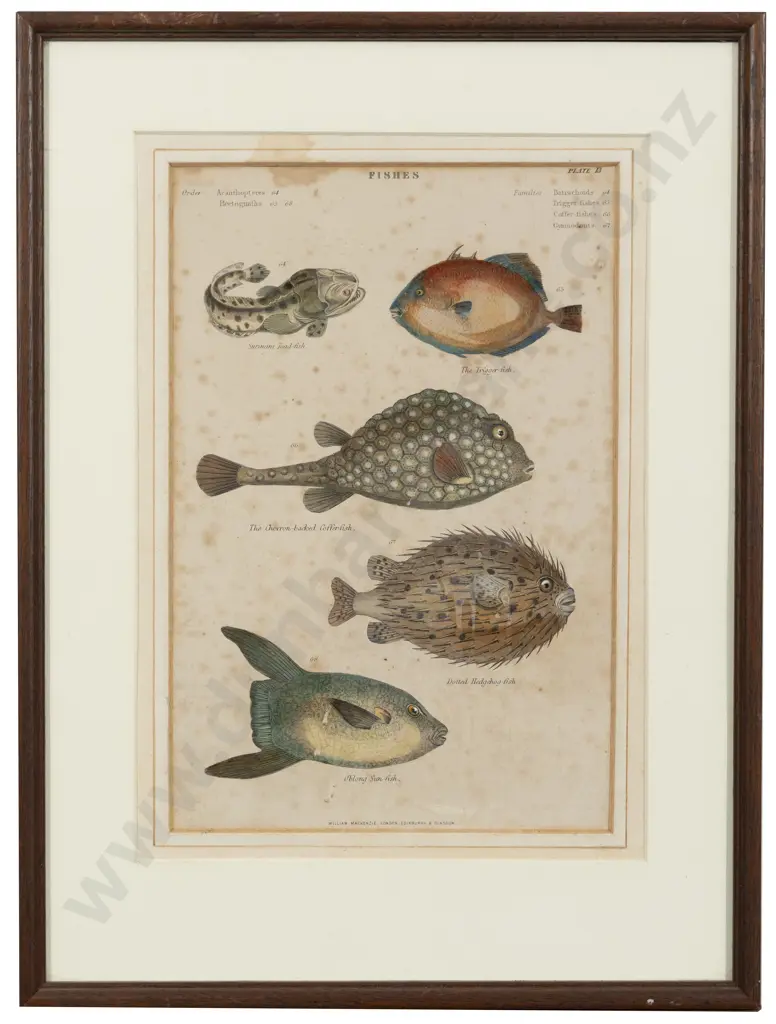 C19th Bookplate Depicting Fish Image 1++