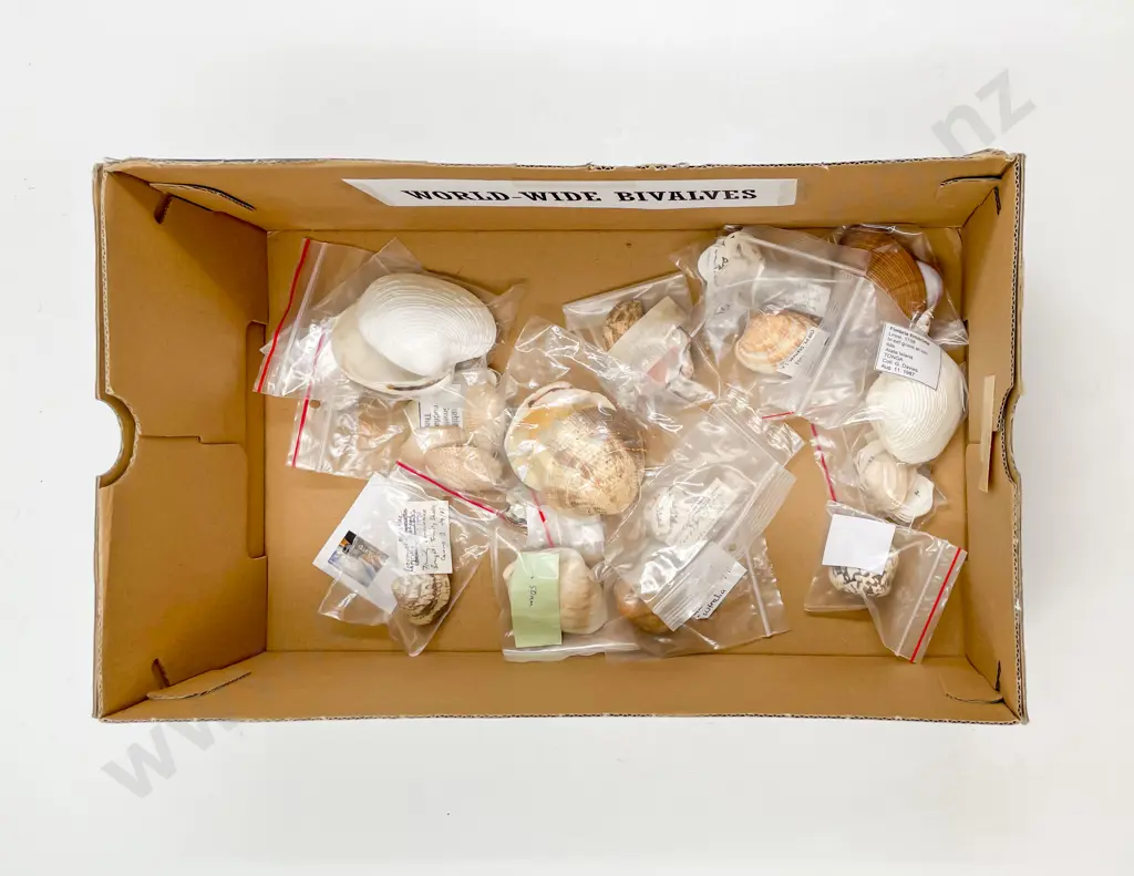 Collection of Worldwide Bivalves Image 1++