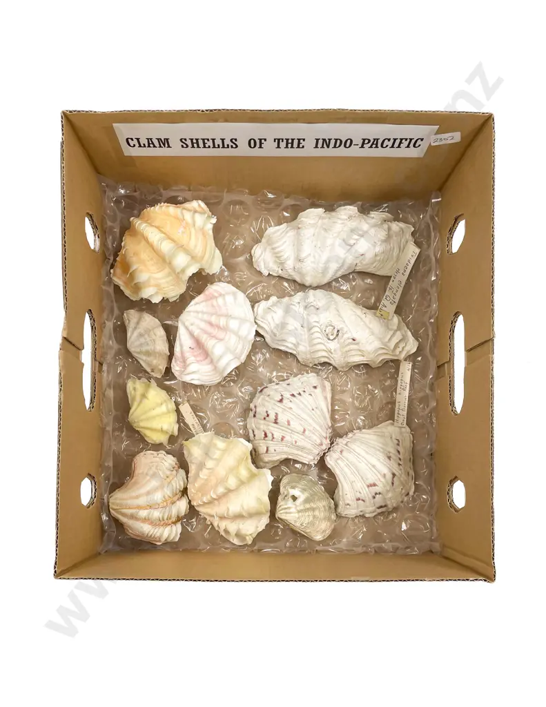 Collection of Clam Shells of the Indo-Pacific Image 1++