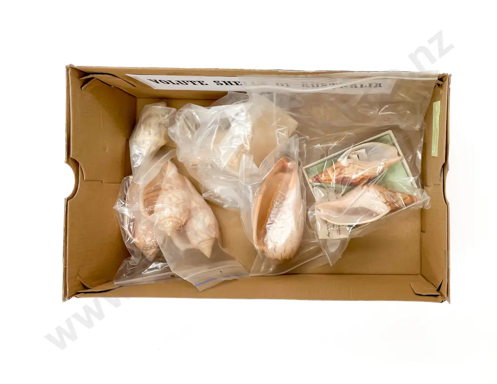 Collection of Volute Shells of Australia Image 1++